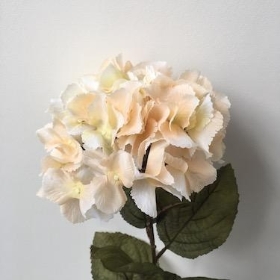 Pale Peach Hydrangea 72cm