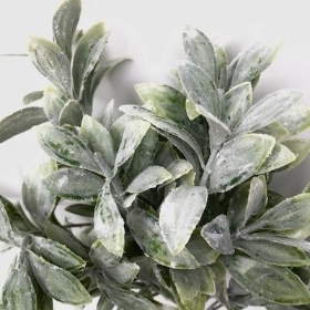 Green Frosted Bayleaf Stem 55cm