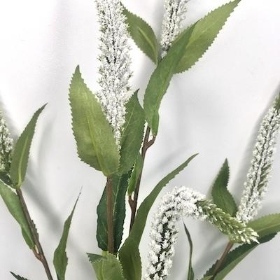 White Spray Veronica 70cm