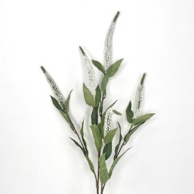 White Spray Veronica 70cm