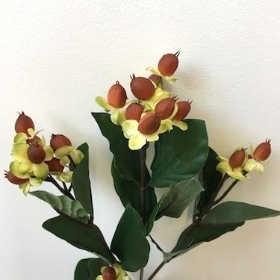 Hypericum Brown 60cm