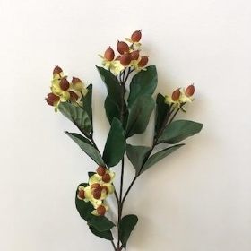 Brown Hypericum 60cm