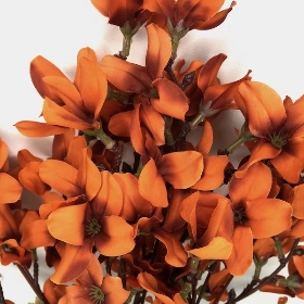 Orange Autumn Blossom Bush 50cm