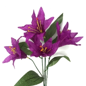 Purple Lily Bush 36cm