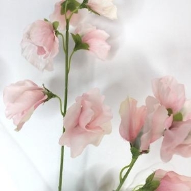 Pink Sweetpea 68cm