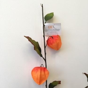 Physallis Orange 78cm 