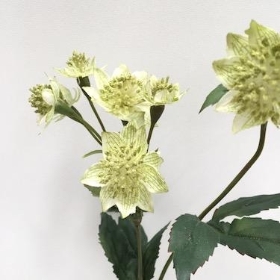 Green Astrantia 48cm