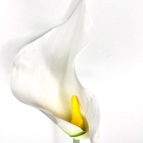 White Calla Lily 60cm