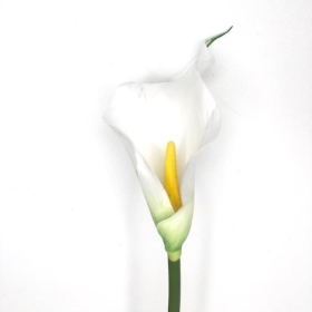 White Calla Lily 60cm