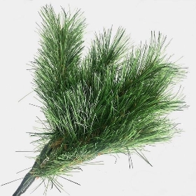 Spruce Spray 30cm