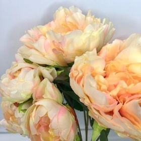 Peach Peony x 12 Heads