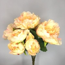 Peach Peony Bush 44cm