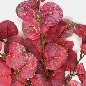 48 x Assorted Eucalyptus Bush 35cm