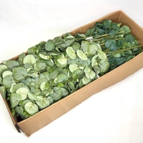 48 x Assorted Eucalyptus Bush 35cm