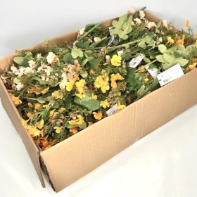 48 x Assorted Sweet William Bush 35cm