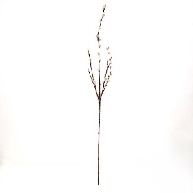 Pussy Willow 94cm