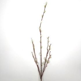 Pussy Willow 94cm