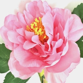 Pink Open Peony Stem 50cm