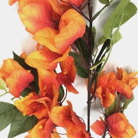 Orange Bougainvillea 76cm