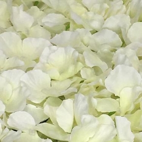 Ivory Hydrangea Flower Wall 