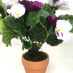 Purple Pansy in Ceramic Pot 25cm