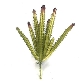 Candelabra Succulent 16cm