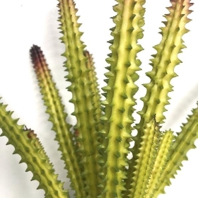 Candelabra Succulent 16cm