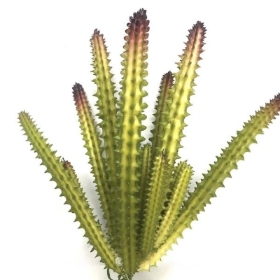 Candelabra Succulent 16cm