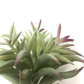 Mermaid Tail Succulent 13cm