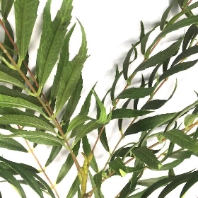 Large Palm Spray 100cm