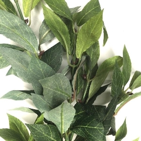 Bay Leaf Spray 74cm