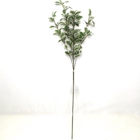Variegated Pittosporum 54cm