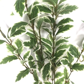 Variegated Pittosporum 54cm