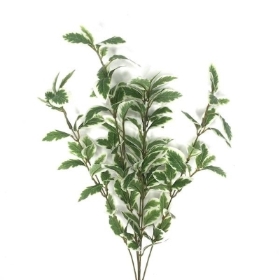 Variegated Pittosporum 54cm