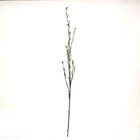 Pussy Willow Spray 131cm