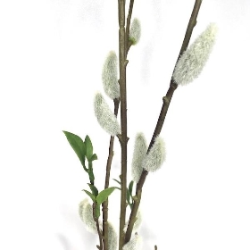 Pussy Willow Spray 131cm