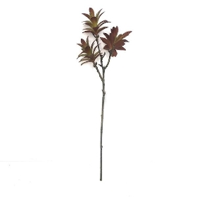 Madagascar Succulent Stem 50cm
