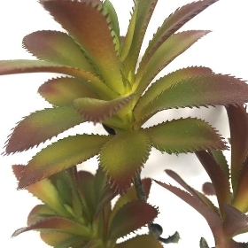 Madagascar Succulent Stem 50cm