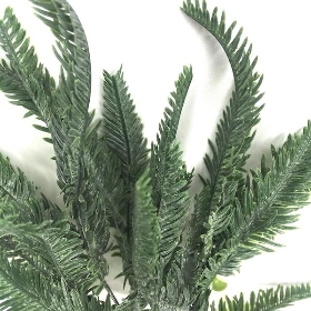 Sword Fern Bush 60cm