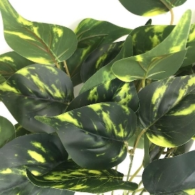 Variegated Philodendron Bush 43cm