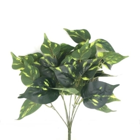 Variegated Philodendron Bush 43cm