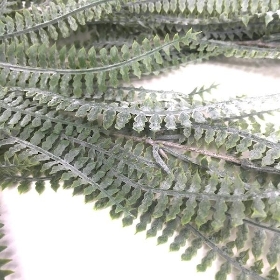 Trailing Blechnum Fern 108cm