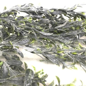 Trailing Needle Leaf 100cm