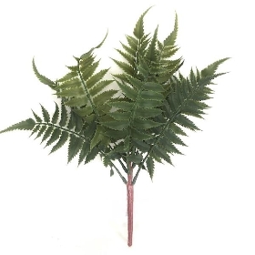 Ladder Fern 34cm