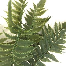 Ladder Fern 34cm