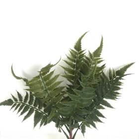 Ladder Fern 34cm