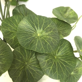 Pennywort Leaf 23cm