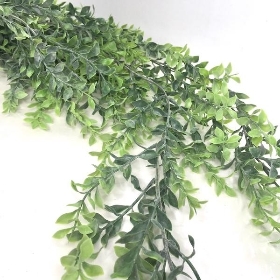 Trailing Parvi Eucalyptus 100cm