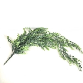 Trailing Parvi Eucalyptus 100cm