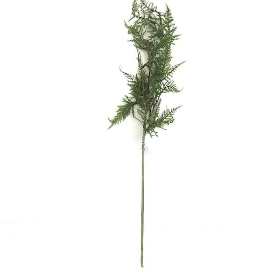 Asparagus Fern Stem 60cm